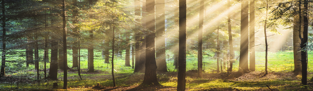 Black Bear Lodging in Hocking Hills, Ohio